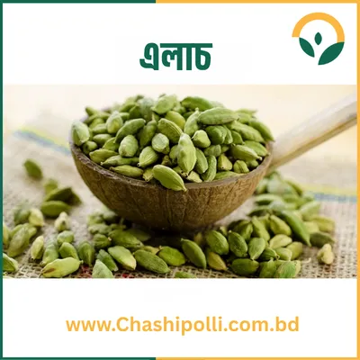 Cardamom (এলাচ)